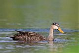 Mottled Duck